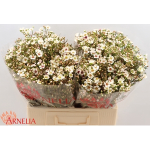 Chamelaucium Janelle