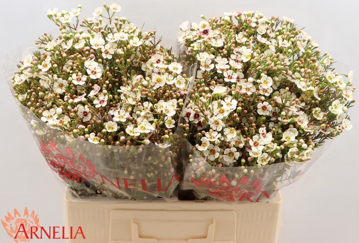 <h4>Chamelaucium Janelle</h4>
