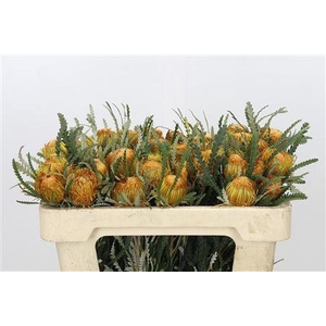 BANKSIA DRYANDRA