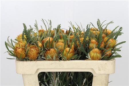 <h4>BANKSIA DRYANDRA</h4>
