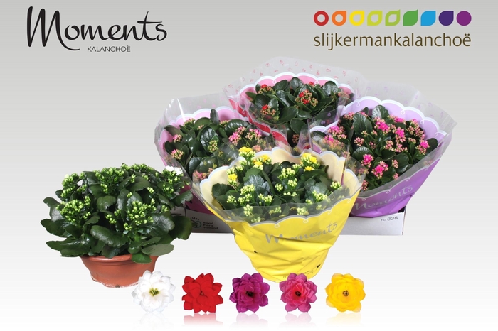 <h4>KAL GE GEM 5 KL</h4>