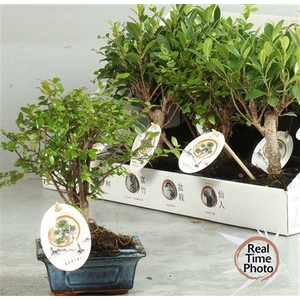 Bonsai Gem
