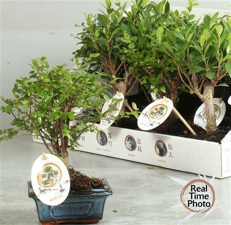 <h4>Bonsai Gem</h4>
