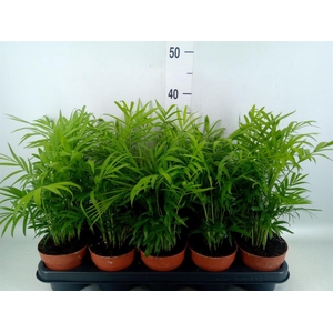 Chamaedorea elegans