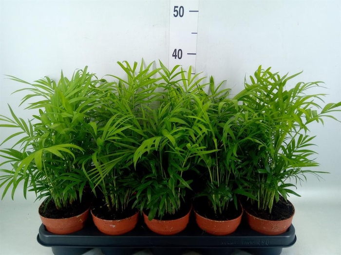 <h4>Chamaedorea elegans</h4>