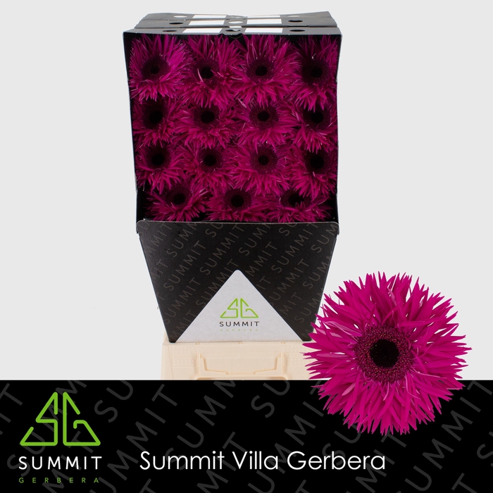 <h4>Gerbera Spider Renegade Diamond</h4>