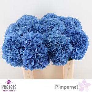 HYDR M CH PIMPERNEL