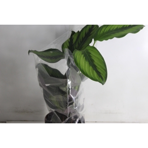 CALATHEA PRINCEPS P17