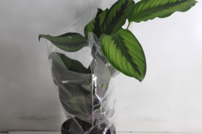 <h4>CALATHEA PRINCEPS P17</h4>