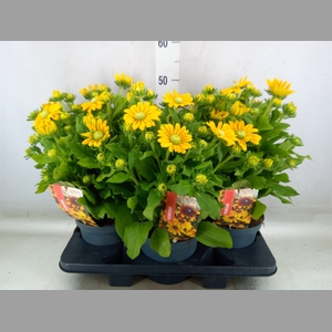 Rudbeckia   ...