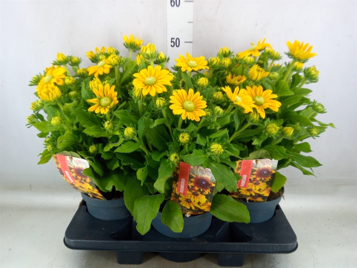 <h4>Rudbeckia   ...</h4>