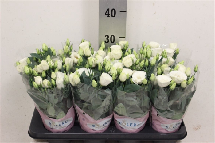 <h4>Eust Julietta White</h4>