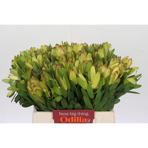 Leucadendron Goldstrike