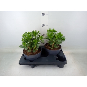 Crassula  'Minova Magic'