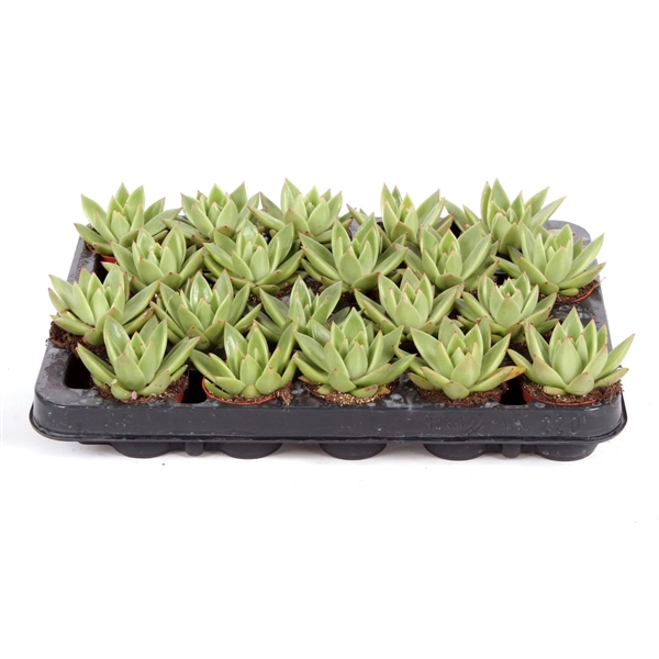 <h4>Echeveria agavoides 6 cm</h4>