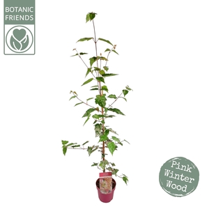 Acer conspicuum Red Flamingo