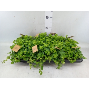 Peperomia rotundifolia