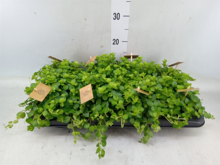 <h4>Peperomia rotundifolia</h4>