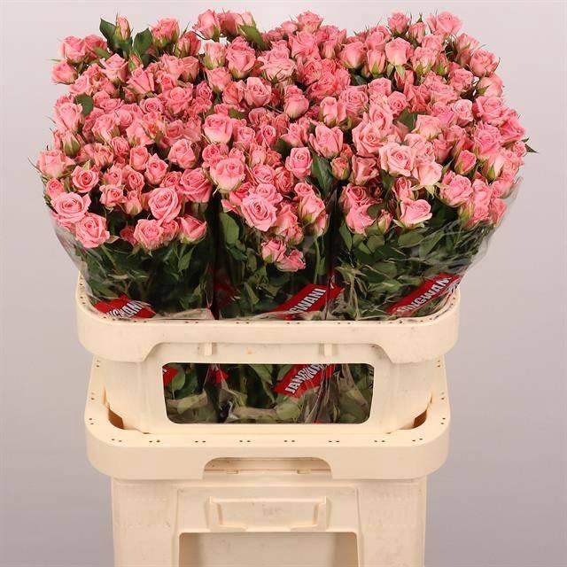 <h4>Rosa tros Odilia</h4>