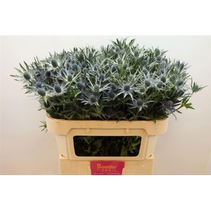 ERYNGIUM MAGICAL BLUE LAGOON ERYN M