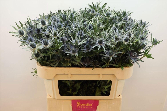 <h4>ERYNGIUM MAGICAL BLUE LAGOON ERYN M</h4>