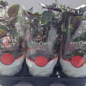 Basilicum Magic Mountain P12