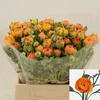 Ranunculus Elegance Orange