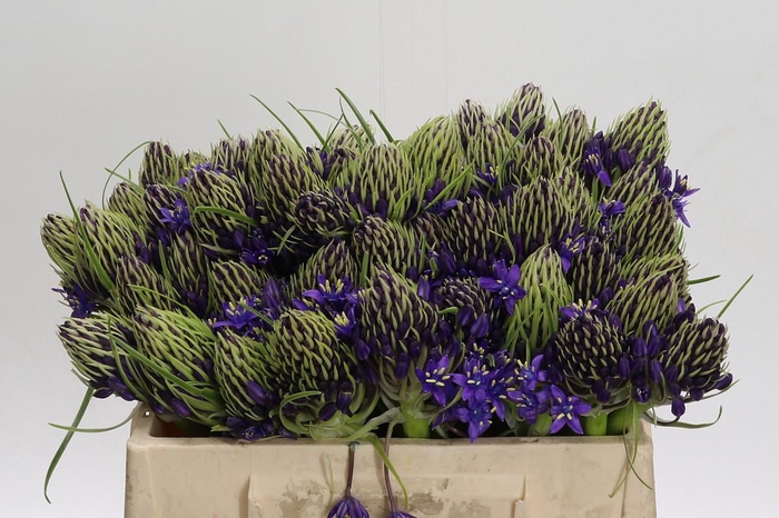 <h4>Scilla Peruviana</h4>