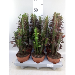 Euphorbia trigona 'Rubra'