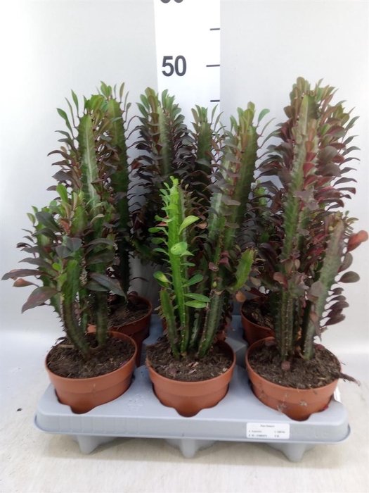 <h4>Euphorbia trigona 'Rubra'</h4>