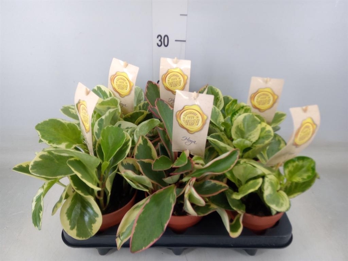 <h4>Peperomia   ...mix</h4>