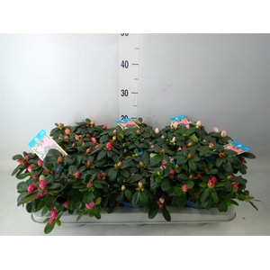 Rhododendron sim. 'Hellmut V' .mix6