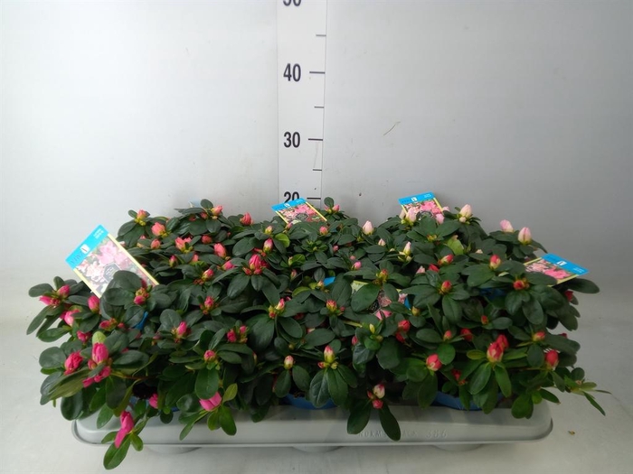 <h4>Rhododendron sim. 'Hellmut V' .mix6</h4>