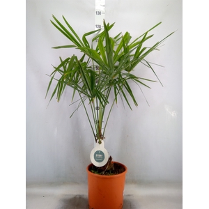 Trachycarpus fortunei