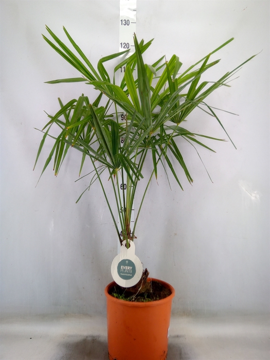 <h4>Trachycarpus fortunei</h4>