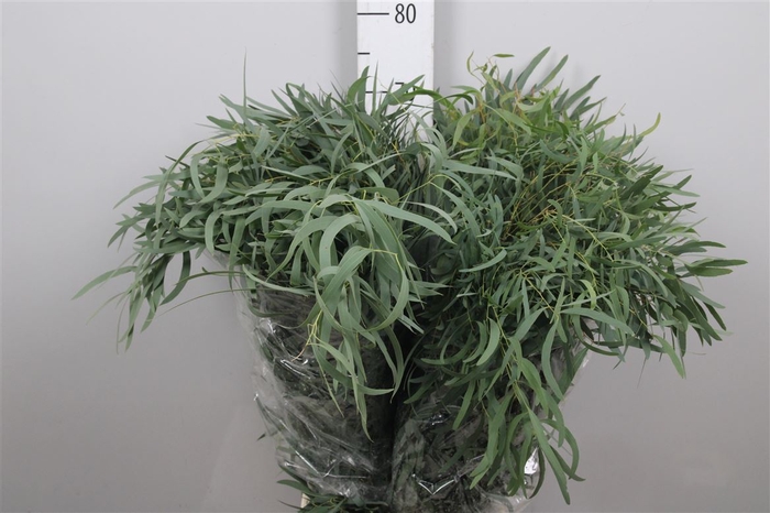 <h4>Euc Nicholii Per Bunch Extra</h4>