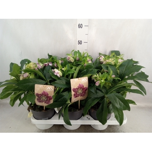 Helleborus ori.