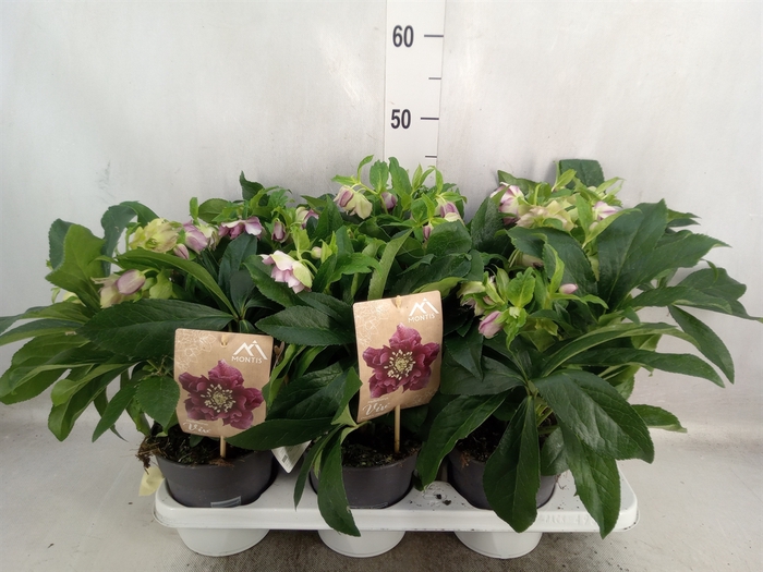 Helleborus ori.