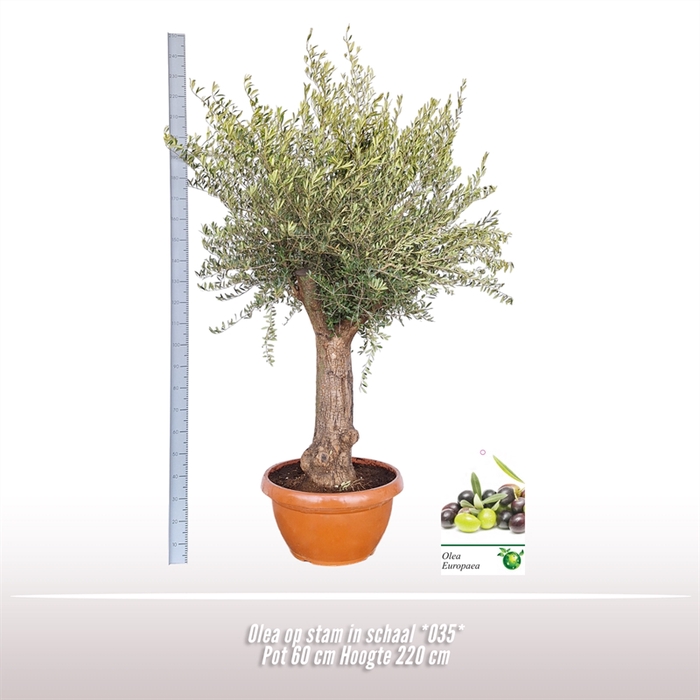 <h4>Olea op stam in schaal *035*</h4>