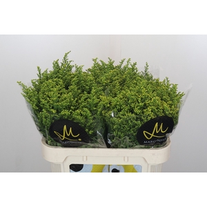 Solidago Carzan Glory