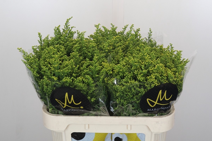 <h4>Solidago Carzan Glory</h4>