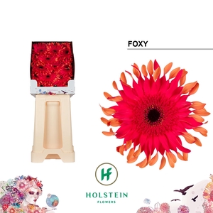 Gerbera Pasta Foxy Diamond