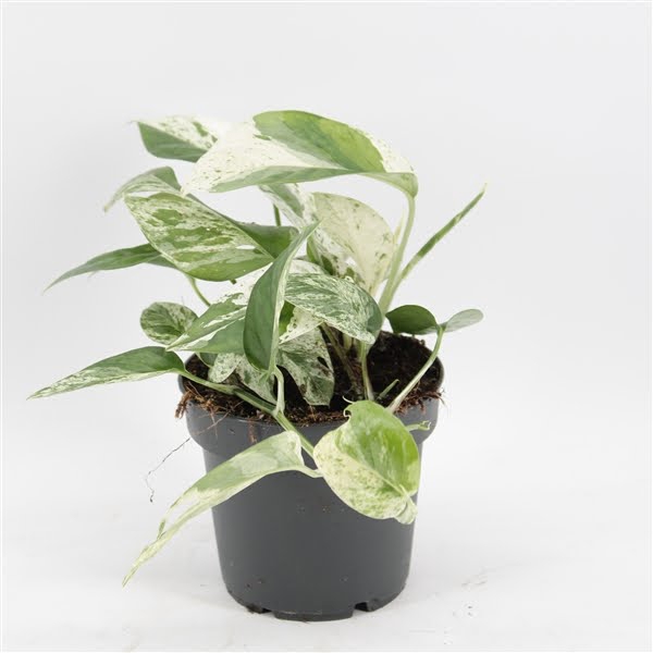 <h4>Epipremnum Marble Variegata</h4>