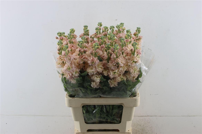 <h4>MATTHIOLA INCANA 'IRON APRICOT'</h4>