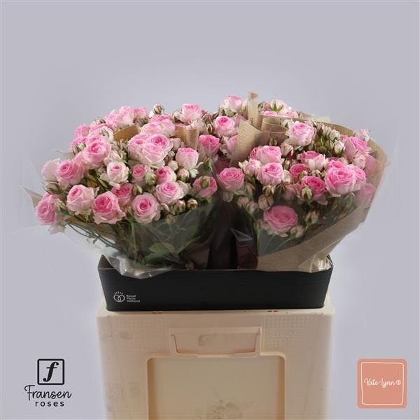 <h4>R TR Kate-lynn 60cm</h4>