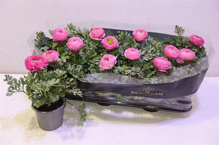 <h4>Ranun Sprink Pink</h4>