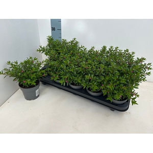 CUPH HYSSOPIFOLIA