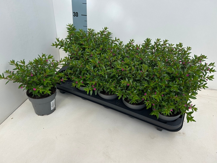 <h4>CUPH HYSSOPIFOLIA</h4>