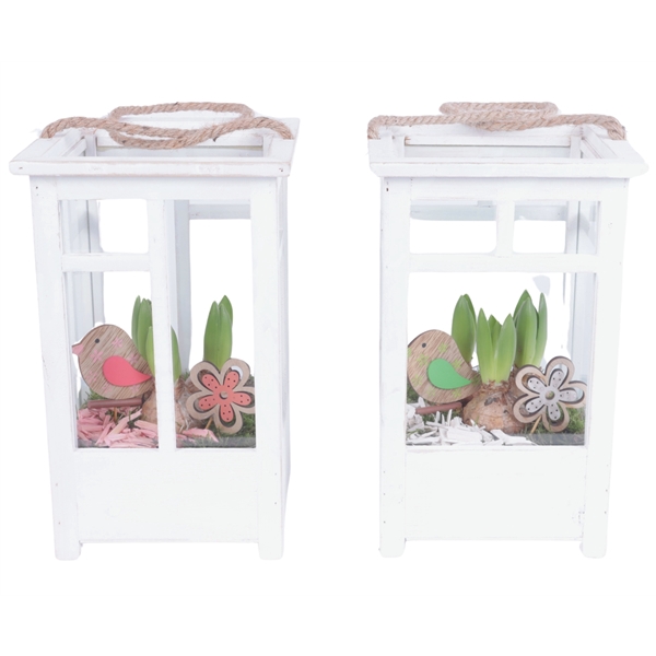 <h4>Bulbs Arr. Hyacint Wooden Lantern pot White mix/3 Ø19cm</h4>