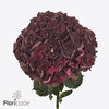 Hydrangea mag dark ruby classic